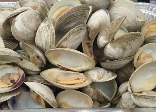 Hard Shell Clams (Mercenaria mercenaria)