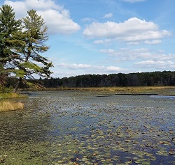 Hanging Bog WMA, Allegany County