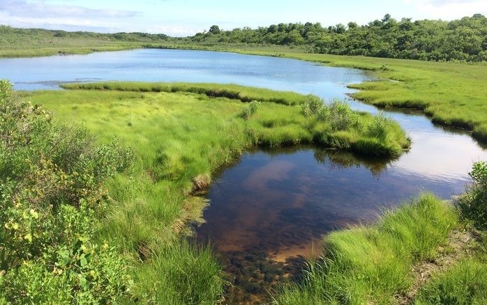 Wetland