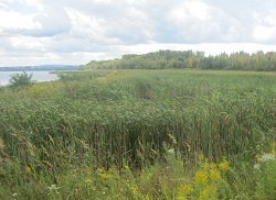 Onondaga Lake Wetland Vegetation