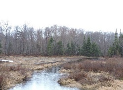 Tug Hill Wildlife Management Area