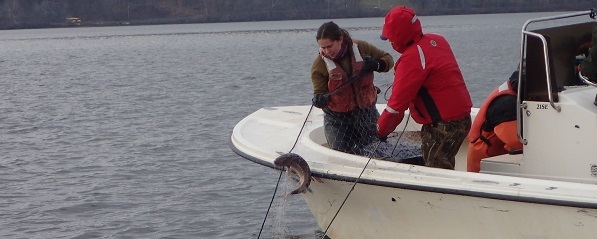Netting shortnose sturgeon