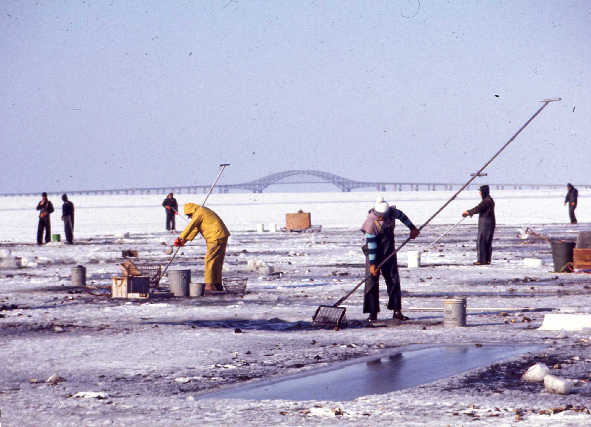 Shellfishing News Shellfishing News