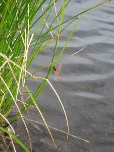 Native skimmer at Piermont Marsh