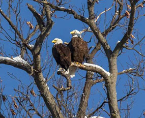 Bald Eagles Adult pair at NY62