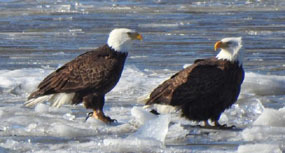 Bald eagles on ice