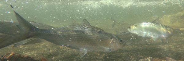 Alewives in the Wynants Kill