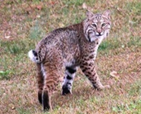 Bobcat