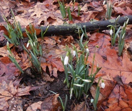 Snowdrops