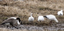 Snow geese