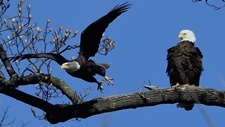 Bald eagle pair from NY62