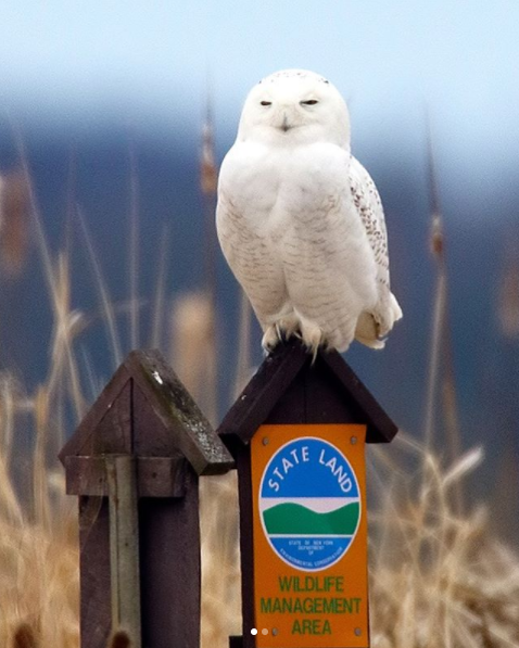 Snowy Owl