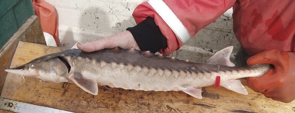 Measuring Juvenile Atlantic Sturgeon
