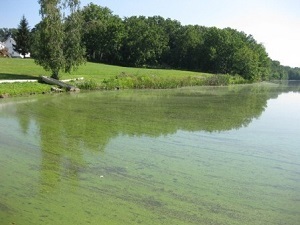 algae