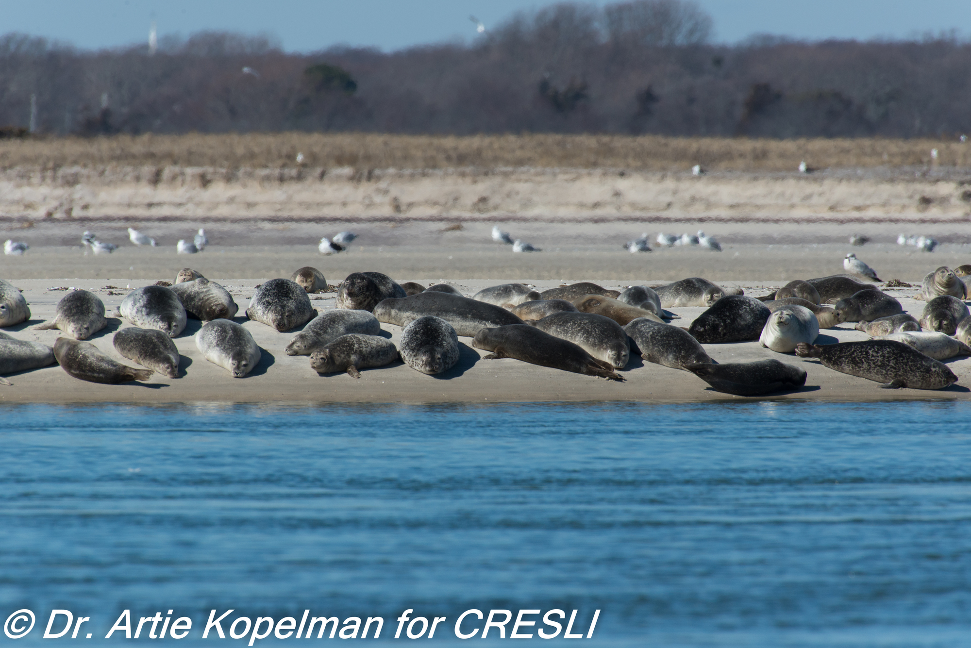 Harbor seals hauling out on Long Island beach