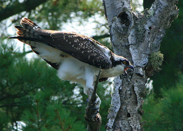 Osprey