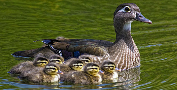 Wood ducks courtesy of Tom McDowell (see 5/6)