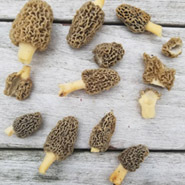 Morels (mushrooms)