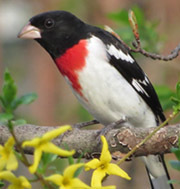 Rose-breasted grosbeak