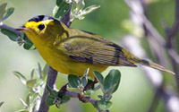 Wilson's warbler
