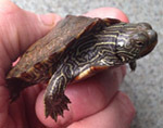 Map turtle