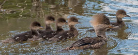 Hooded mergansers