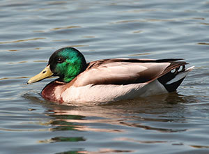 mallard ducks