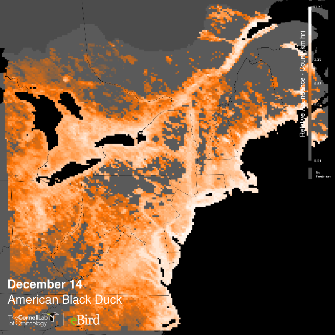 American Black Duck Abundance