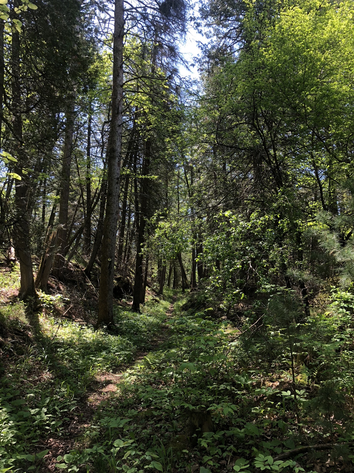 Valcour Island Trails