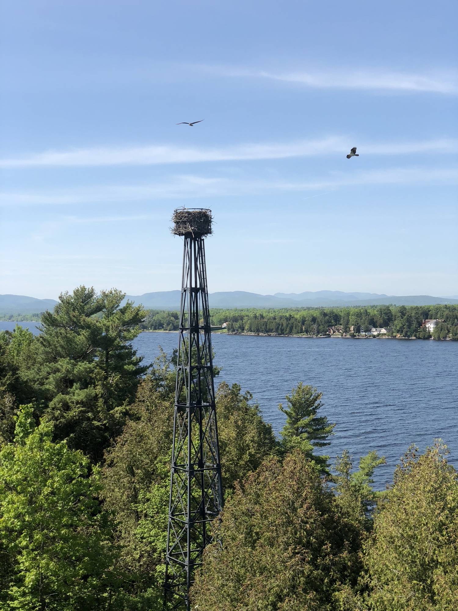 Valcour Island Osprey Nest