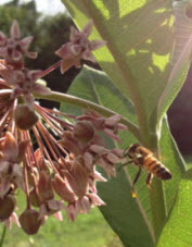 Bee and milkweed flower