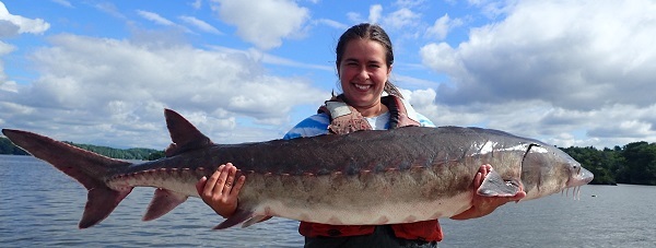Biologist holds Atlantic sturgeon before releasing into the Hudson