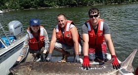 checking the weight and length of Atlantic sturgeon