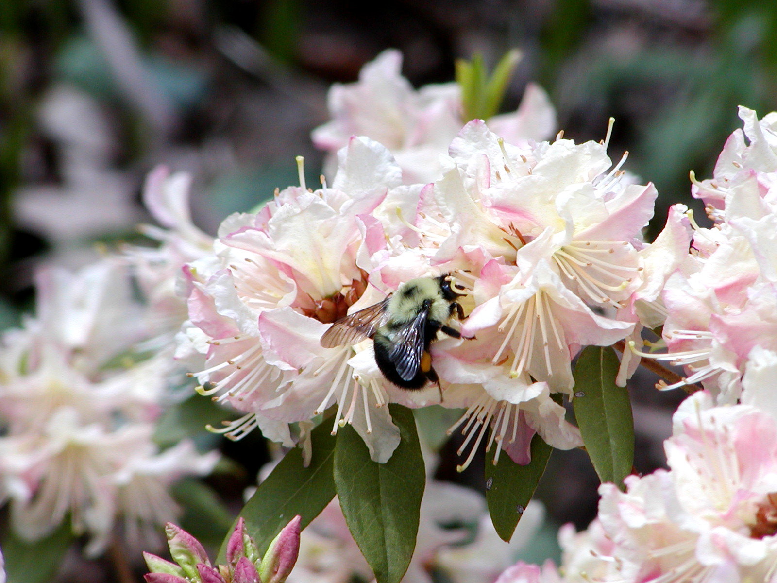 Bee on Azalea Flower