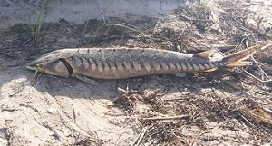 Atlantic sturgeon Atlantic sturgeon