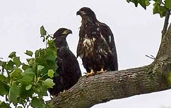 Bald eagle nestlings 
