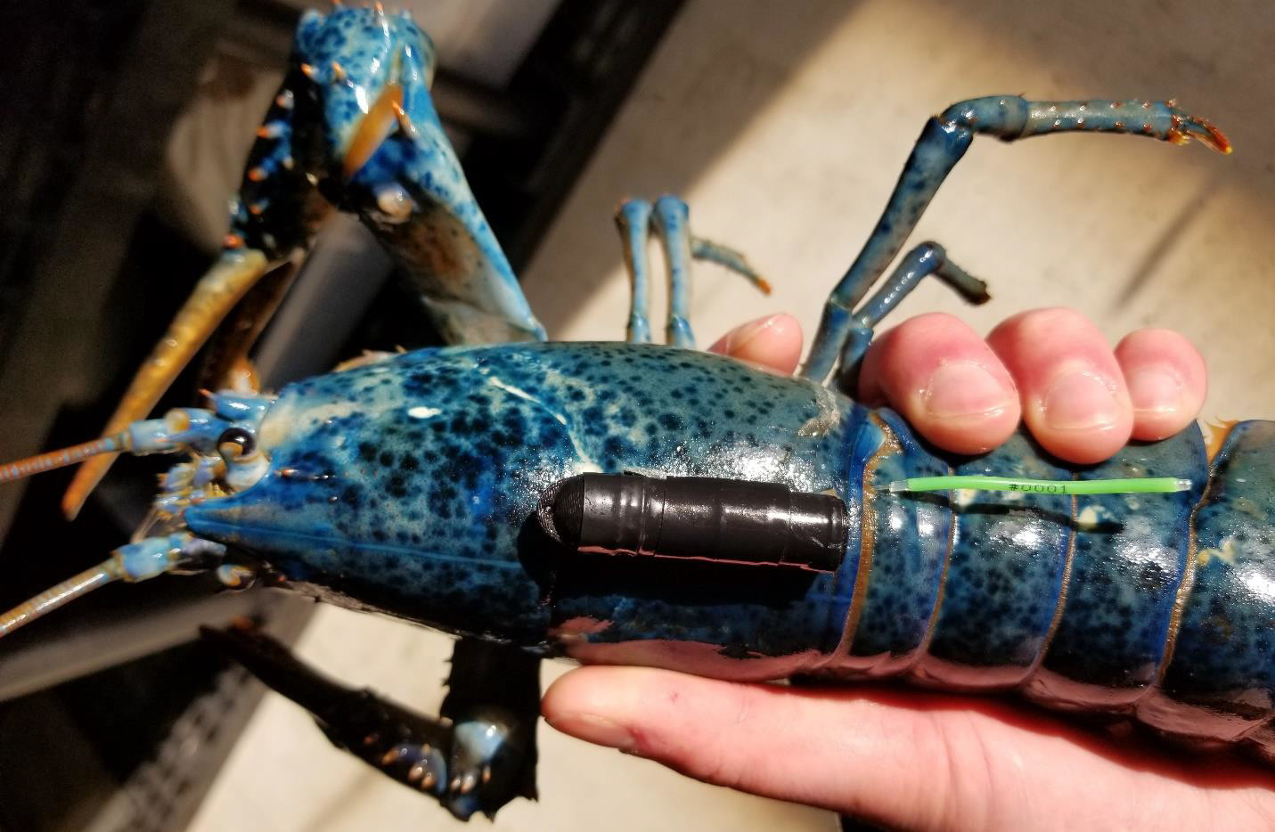 SNECVTS Lobster Tag