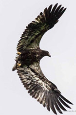 Bald eagle fledgling