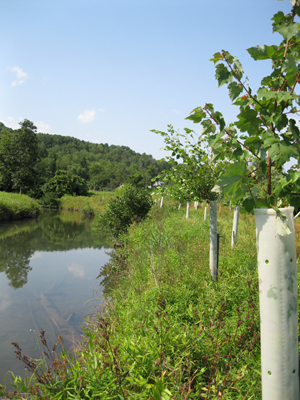 trees planted along a stream