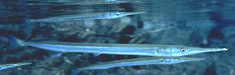 Atlantic needlefish 