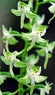 Round leaved orchid