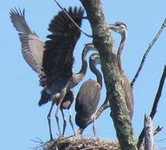 Great blue heron nestlings