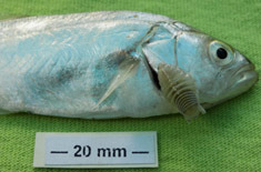 Bluefish with parasitic isopod