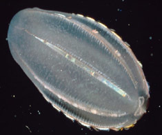 Comb jelly