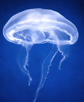 Moon jellyfish