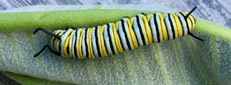 Monarch butterfly caterpillar