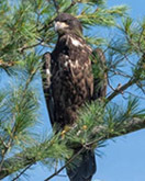 Bald eagle fledgling