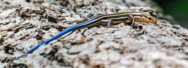 New York Lizards: The Five-Lined Skink - New York Almanack