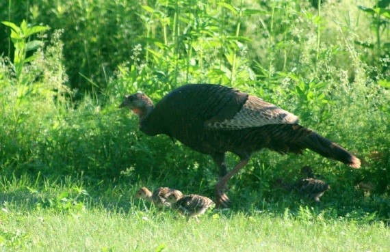 Turkey Sightings