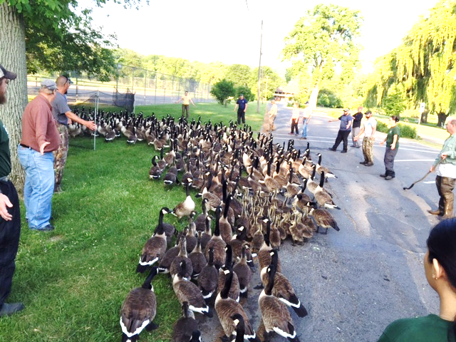 Goose banding